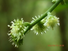 Rhynchospermum verticillatum