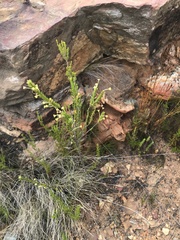 Struthiola argentea