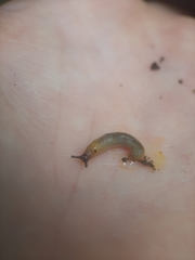 Arion intermedius