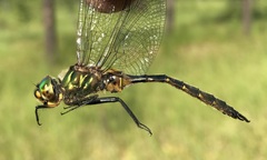 Somatochlora flavomaculata