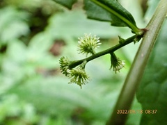 Rhynchospermum verticillatum