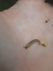 Arion intermedius