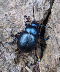 Timarcha goettingensis