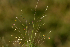 Panicum schinzii image