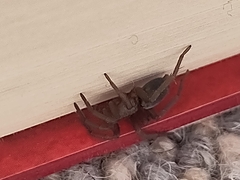 Scotophaeus blackwalli