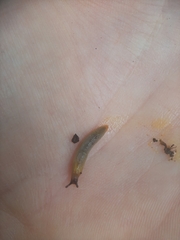 Arion intermedius