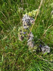 Echium vulgare