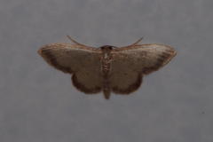 Idaea impexa