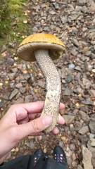 Leccinum versipelle