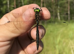 Somatochlora flavomaculata