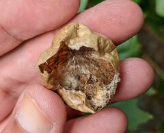 Amphibolips quercusinanis