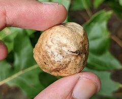 Amphibolips quercusinanis