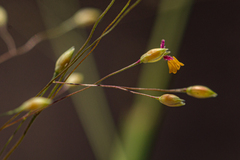 Panicum schinzii