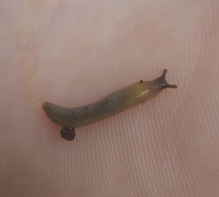 Arion intermedius