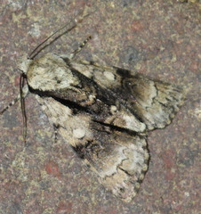 Acronicta alni