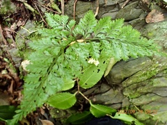 Davallia trichomanoides