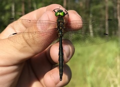 Somatochlora flavomaculata