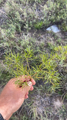 Stillingia texana