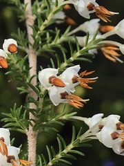 Erica penicilliformis
