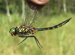 Somatochlora flavomaculata