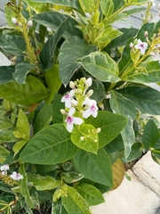 Pseuderanthemum maculatum