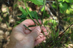 Dodonaea stenophylla