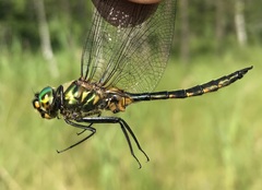 Somatochlora flavomaculata