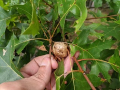Amphibolips quercusinanis