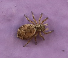 Mexigonus