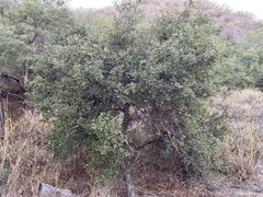 Quercus berberidifolia