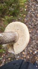 Leccinum versipelle