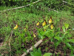 Cypripedium calceolus