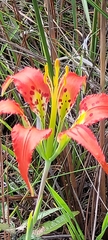 Lilium catesbaei