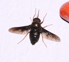 Pangoniinae