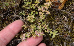 Aizoon pubescens