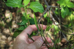 Dodonaea stenophylla