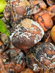 Monilinia fructigena