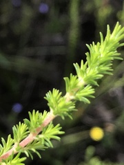 Erica penicilliformis