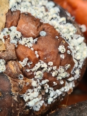 Monilinia fructigena