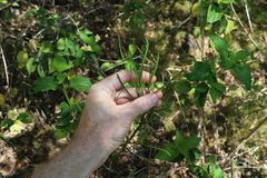 Dodonaea stenophylla