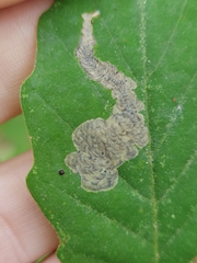 Coptotriche castaneaeella