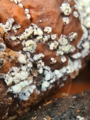 Monilinia fructigena