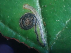 Bucculatrix frangutella