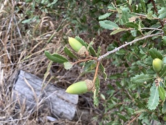 Quercus berberidifolia