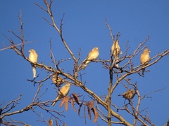 Linaria cannabina cannabina