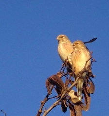 Linaria cannabina cannabina