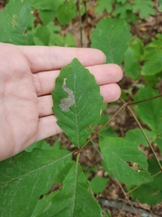 Coptotriche castaneaeella