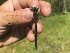 Somatochlora flavomaculata