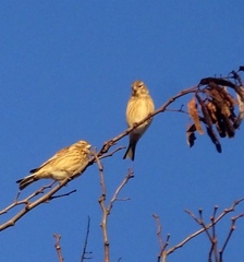 Linaria cannabina cannabina