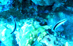 Labroides dimidiatus